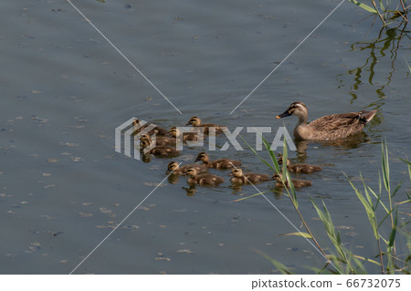 Parent and child of kalgamo Parent and child of kalgamo 66732075