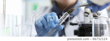 Chemist in laboratory examines marijuana extract Chemist in laboratory examines marijuana extract 66732124