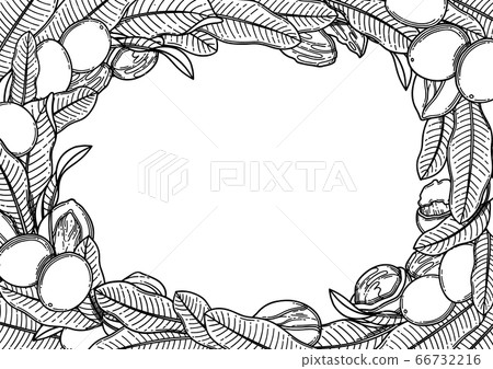 Graphic shea nuts and leaves. Vector design Graphic shea nuts and leaves. Vector design 66732216