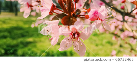 Apple tree flowers bloom, floral blossom in spring Apple tree flowers bloom, floral blossom in spring 66732463