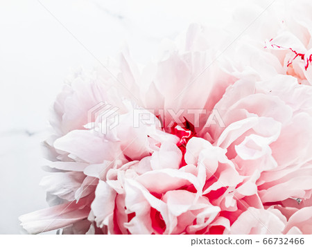 Bouquet of peony flowers on luxury marble background, wedding flatlay and event branding Bouquet of peony flowers on luxury marble background, wedding flatlay and event branding 66732466