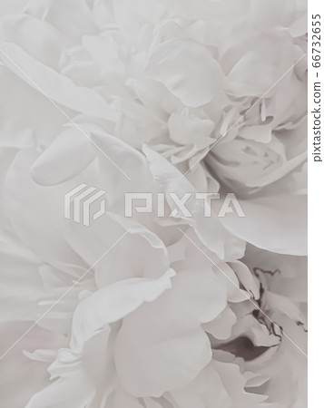 White peony flower as abstract floral background for holiday branding 66732655