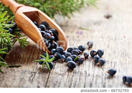Juniper branch and wooden spoon with berries on a Juniper branch and wooden spoon with berries on a 66732793