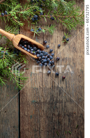 Juniper branch and wooden spoon with berries. Juniper branch and wooden spoon with berries. 66732795