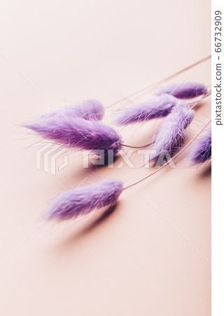 Rabbit Tail Grass Dried Flowers Bouquet 66732909
