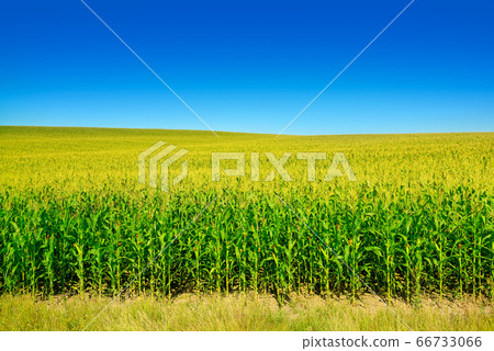 Bright corn field with ripe ears corn 66733066