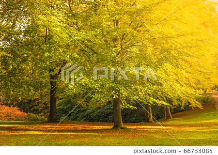 Beautiful English Public Garden during Fall Beautiful English Public Garden during Fall 66733085