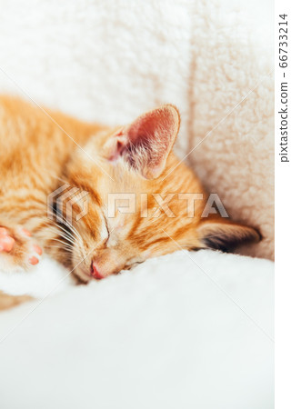 Cute ginger kitten sleeps Cute ginger kitten sleeps 66733214