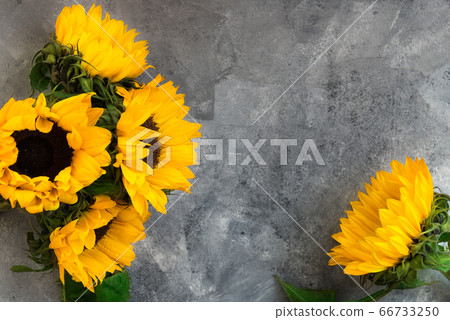 Yellow Sunflower Bouquet on Grey Background Yellow Sunflower Bouquet on Grey Background 66733250