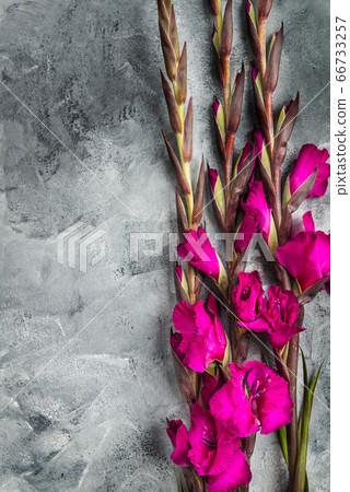 Bunch of beautiful gladiolus flowers Bunch of beautiful gladiolus flowers 66733257