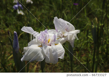 Iris 66733327