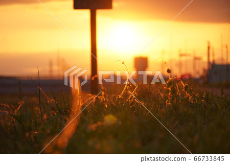 Flowers lit by the setting sun 66733845