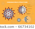 Coronavirus cross section model. Coronavirus - Coronavirus - Enveloped virus structure vector 66734102