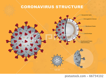 Coronavirus cross section model. Coronavirus - Coronavirus - Enveloped virus structure vector 66734102