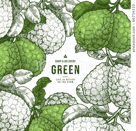 Organic citrus design template.  66734310