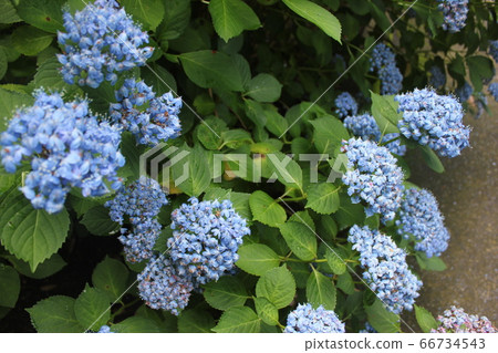 ・・〜 Forehead Hydrangea〜・・・ARIMATSU・・・・ 66734543