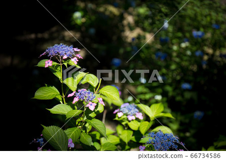 盛開在三室寺的繡球 盛開在三室寺的繡球 66734586