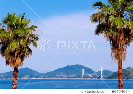 今草市大akukaigan公園的棕櫚樹和栗島海峽大橋 今草市大akukaigan公園的棕櫚樹和栗島海峽大橋 66734654