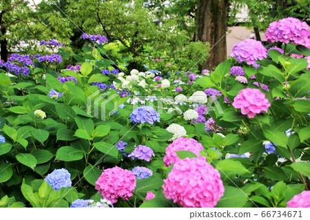 七彩繡球花和華麗 七彩繡球花和華麗 66734671