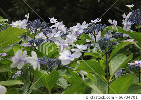 ・・〜 Forehead Hydrangea〜・・・・Mihara-yae・・・ 66734701