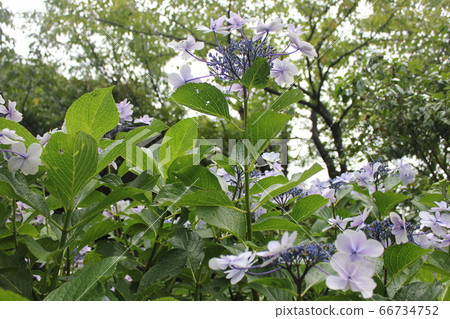 ・ ・〜前額繡球〜・ ・ ・ ・三原八重・ ・ ・ 66734752