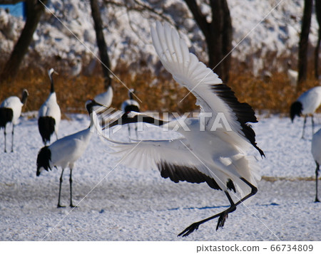 日本鶴鶴鶴 66734809