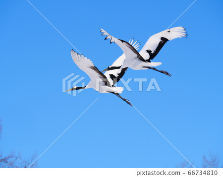 日本鶴鶴鶴 66734810