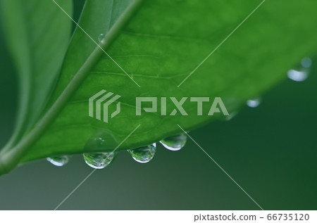 八仙花繡球 八仙花繡球 66735120