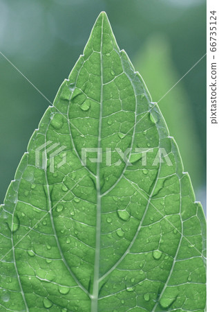 Hydrangea Temple Peaceful 66735124