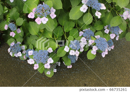 ... ... Forehead hydrangea ... ... ... Gakuajisai ... 66735261