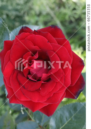 Roses Roses 66735358