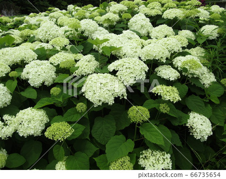 Hydrangea Anabel, a white flower of hydrangea Hydrangea Hydrangea Anabel, a white flower of hydrangea Hydrangea 66735654