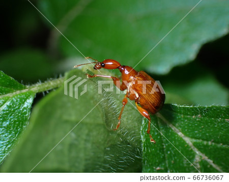 棲息在一片葉子上 66736067