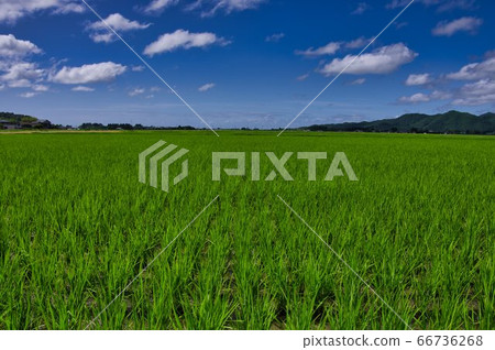 越後平原初夏的田園風光 66736268