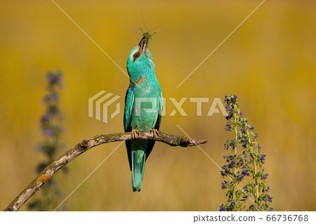 European roller sitting straight and stretching upwards in summer nature European roller sitting straight and stretching upwards in summer nature 66736768