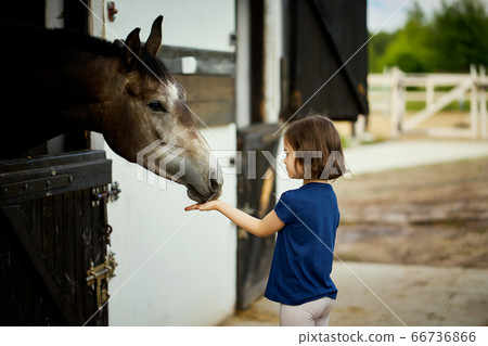 Little girl feeds a beautiful horse in the barn 66736866
