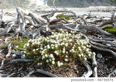 伊歐山上盛開的白色Ezoisotsutsuji 66736978