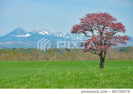 1 cherry tree in the meadow 66736979