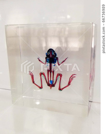 青蛙骨架水晶 66736989