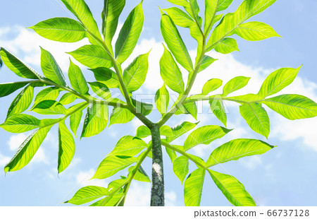 Green Amorphophallus paeoniifolius with sky Green Amorphophallus paeoniifolius with sky 66737128