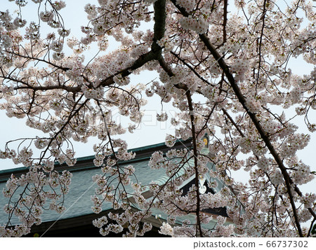 Spring Otsu Sakamoto Sakura at Shigain Gate 66737302