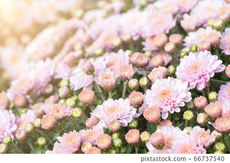Beautiful close-up natural soft pink peach chrysanthemum flower background. Spring floral blossoming plant pastel colored bakckdrop. Nature garden blooming autumn, summer or spring decor 66737540