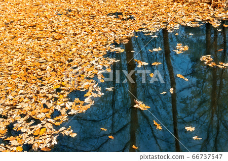 Dried autumnal fallen oak leaves floating on surface of water pond or lake at scenic park or forest on bright sunny day. Fall golden foliage with trees reflection. Autumn nature color background 66737547