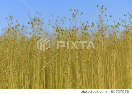 Dry flax on a field in Normandy 66737676