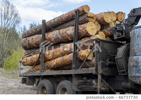 Loading heavy industrial truck trailer with big timber pine, spruce, cedar logs by crane grab loader tractor machine. Pile coniferous lumber shipping at sawmill. Deforestation and nature exploitation 66737730