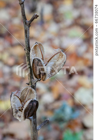 Withered lily Withered lily 66738074