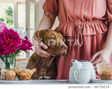 Lovable, pretty puppy of chocolate color. Closeup 66738214