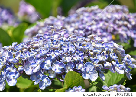 Uzuyasai（渦旋繡球花） 66738391