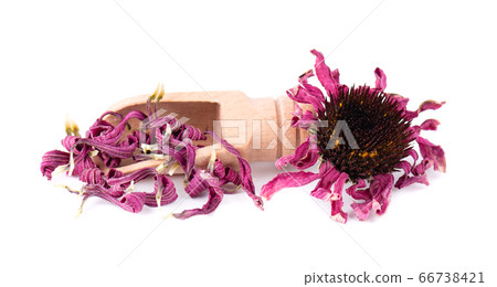 Dried Echinacea flowers on wooden spoon, isolated 66738421