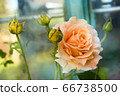 Blooming beautiful rose "Polka" 66738500